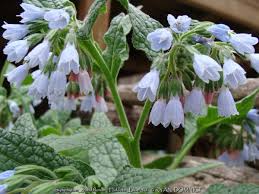 Attēlu rezultāti vaicājumam “Symphytum grandiflorum flower”
