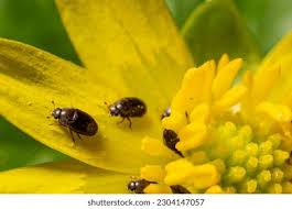 Attēlu rezultāti vaicājumam “Meligethes sp.”