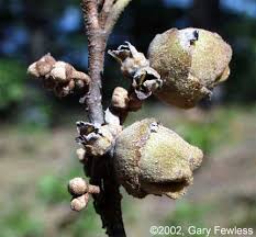 Attēlu rezultāti vaicājumam “Hamamelis japonica bud”