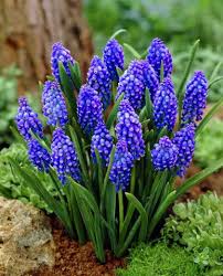 Attēlu rezultāti vaicājumam “Muscari armeniacum flower”