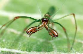 Attēlu rezultāti vaicājumam “Tetragnathidae”