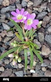 Image result for Bitterwurz