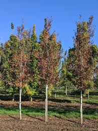 Attēlu rezultāti vaicājumam “Carpinus caroliniana”