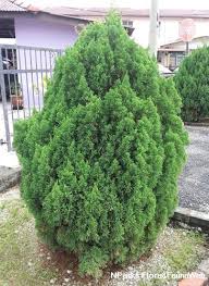 Attēlu rezultāti vaicājumam “Juniperus chinensis”