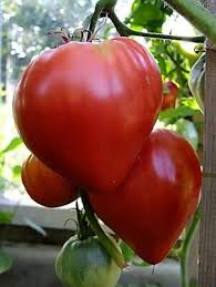 Afbeeldingsresultaat voor butter and bull heart tomato