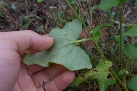Attēlu rezultāti vaicājumam “Fagopyrum esculentum leaf”