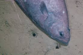 Image result for Reinhardtius hippoglossoides