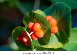 Attēlu rezultāti vaicājumam “Lonicera caprifolium fruit”