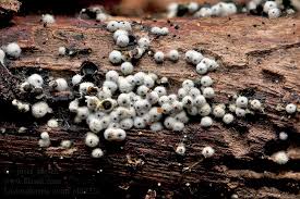 Attēlu rezultāti vaicājumam “Lasiosphaeria ovina”