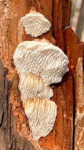 Attēlu rezultāti vaicājumam “Antrodia mellita”