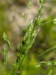 Attēlu rezultāti vaicājumam “Poa pratensis”