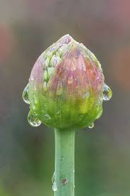 Attēlu rezultāti vaicājumam “Allium holandicum bud”