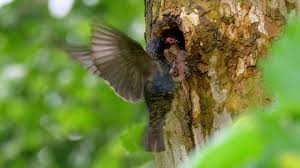 Attēlu rezultāti vaicājumam “Sturnus vulgaris nest”