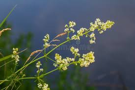 Attēlu rezultāti vaicājumam “Galium album leaf”
