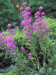 Attēlu rezultāti vaicājumam “Lunaria rediviva”