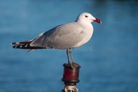 Image result for Larus audouinii