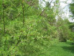 Attēlu rezultāti vaicājumam “Larix sibirica”