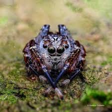 Attēlu rezultāti vaicājumam “Salticidae”