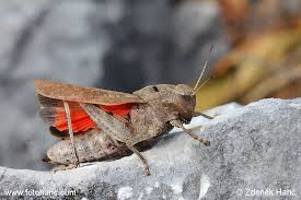 Attēlu rezultāti vaicājumam “Psophus stridulus”