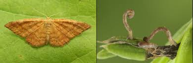 Attēlu rezultāti vaicājumam “Idaea serpentata”