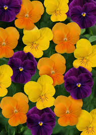 Image result for Viola cornuta