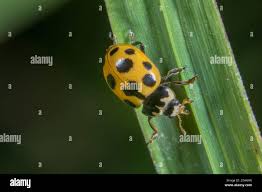 Attēlu rezultāti vaicājumam “Hippodamia tredecimpunctata”