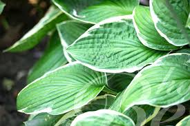 Image result for Hosta fortunei albomarginata