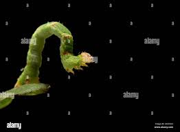 Attēlu rezultāti vaicājumam “Cyclophora punctaria”