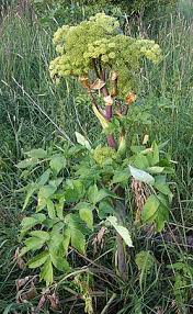 Image result for Angelica archangelica