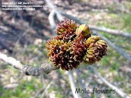 Attēlu rezultāti vaicājumam “Fraxinus pennsylvanica male flower”
