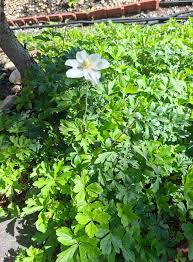 Attēlu rezultāti vaicājumam “Anemone sylvestris leaf”