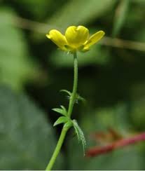 Attēlu rezultāti vaicājumam “Viola uliginosa bud”