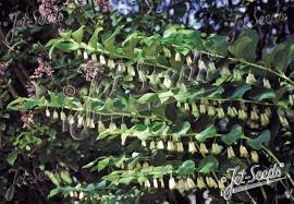 Attēlu rezultāti vaicājumam “Polygonatum multiflorum  fruit”
