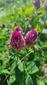 Attēlu rezultāti vaicājumam “Trifolium alpestre”