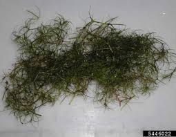 Attēlu rezultāti vaicājumam “Najas minor leaf”