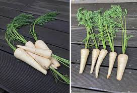 Attēlu rezultāti vaicājumam “Pastinaca sativa subsp. sylvestris fruit”