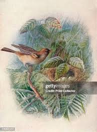 Image result for Sylvia hortensis