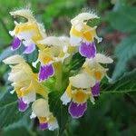 Attēlu rezultāti vaicājumam “Galeopsis speciosa”