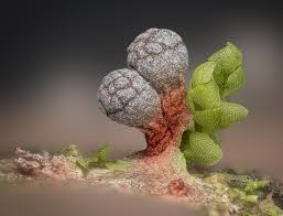 Attēlu rezultāti vaicājumam “Physarum bryocorticola sessile”