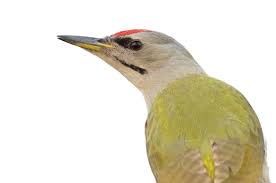 Attēlu rezultāti vaicājumam “Picus canus”