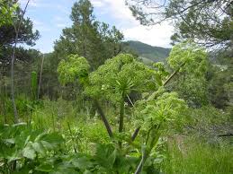 Attēlu rezultāti vaicājumam “Angelica archangelica leaf”