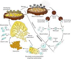 Attēlu rezultāti vaicājumam “Didymium serpula spores”