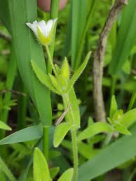 Attēlu rezultāti vaicājumam “Cerastium holosteoides leaf”