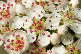 Attēlu rezultāti vaicājumam “Aronia melanocarpa flower”
