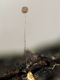 Attēlu rezultāti vaicājumam “Paradiacheopsis rigida”