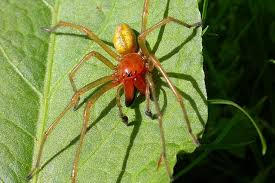 Attēlu rezultāti vaicājumam “Cheiracanthium sp. male”
