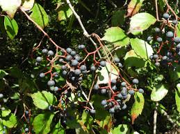 Attēlu rezultāti vaicājumam “Parthenocissus quinquefolia fruit”