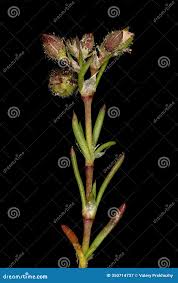 Attēlu rezultāti vaicājumam “Spergularia marina bud”