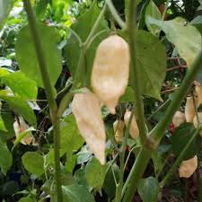 Afbeeldingsresultaat voor white habanero hot pepper