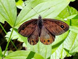 Attēlu rezultāti vaicājumam “Lasiommata petropolitana”